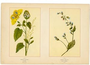 Canada Wildflowers vintage print NEPETA CATARIA. CAT-MINT. JUNE-JULY LOBELIA INFLATA. INDIAN TOBACCO
