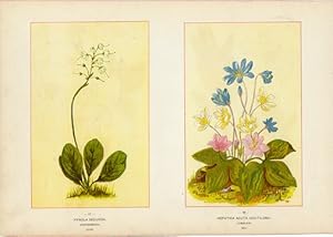 Canada Wildflowers vintage print PYROLA SECUNDA. WINTERGREEN. JUNE HEPATICA ACUTA (ACUTILOBA). LI...
