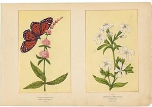Canada Wildflowers vintage print STACHYS PALUSTRIS. MARSH HEDGE-NETTLE. JUNE SAPONARIA OFFICINALIS