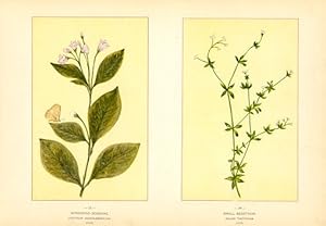 Canada Wildflowers vintage print SPREADING DOGBANE - APOCYNUM ANDROS AEMIFOLIUM - SMALL BEDSTRAW ...