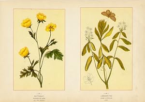 Canada Wildflowers vintage print BUTTERCUP - RANUNCULUS ACRIS - ALL THE SEASON LABRADOR TEA - LED...
