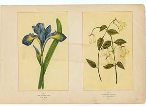 Canada Wildflowers vintage print IRIS VERSICOLOR. BLUE FLAG. JUNE LONICERA CILIATA. FLY-HONEYSUCKLE