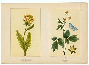 Canada Wildflowers vintage print PEDICULARIS CANADENSIS. WOOD BETONY - LOUSEWORT