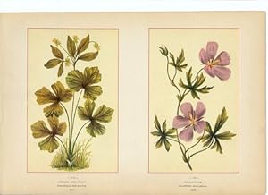 Canada Wildflowers vintage print HOOKED CROWFOOT. RANUNCULUS RECURVATUS CALLIRRHOE. CALLIRRHOE IN...