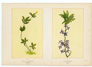 Canada Wildflowers vintage print POTENTILLA CANADENSIS. FIVE-FINGER. MAY DAPHNE MEZEREUM. MEZEREUM