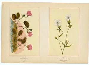 Canada Wildflowers vintage print EPIGAEA RENENS. TRAILING ARBUTUS. MAY SILENE VULGARIS (INFLATA)....
