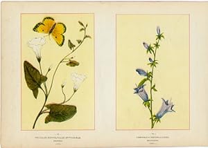 Canada Wildflowers vintage print VOLVULUS (CONVOLVULUS) SPITHAMAEUS. BINDWEED. JUNE CAMPANULA RAP...