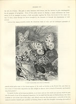 BLACK SALAMANDER AND APOLLO BUTTERFLIES,Switzerland,1878 antique print