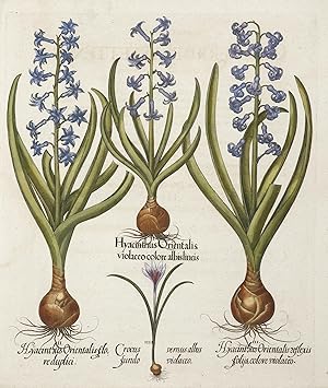 1. Hyacinthus Orientalis.