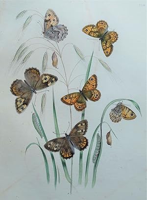 BUTTERFLIES, Lasiommata Megaera Butterfly, original antique print 1841