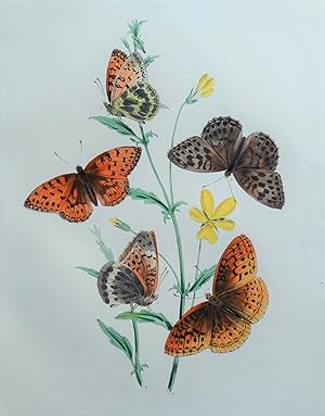 BUTTERFLIES, Argynnis Charlotta Butterfly, original antique print 1841
