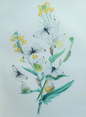 BUTTERFLIES, Small Garden White Butterfly, original antique print 1841