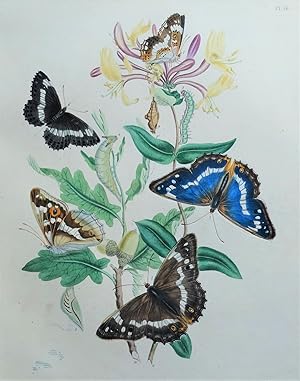 BUTTERFLIES, White & Purple Emperor Butterfly, original antique print 1841
