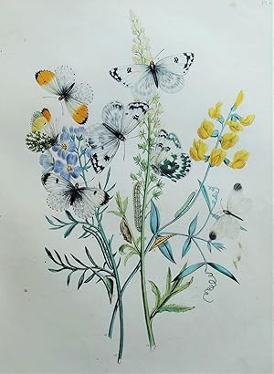 BUTTERFLIES, Orange Tip Butterfly, original hand coloured antique print 1841