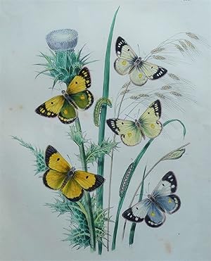 BUTTERFLIES, Clouded Yellow Butterfly, original hand coloured antique print 1841