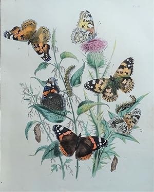 BUTTERFLIES, Red Admiral Butterfly, original antique print 1841