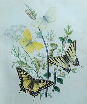 BUTTERFLIES, Swallow-Tail, Brimstone Butterfly, original antique print 1841
