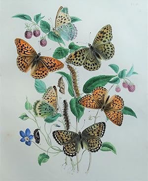 BUTTERFLIES, Silver Washed Fritillary Butterfly, original antique print 1841