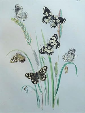 BUTTERFLIES, Marble White Butterfly, original hand coloured antique print 1841