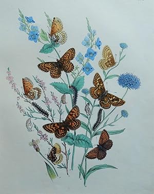 BUTTERFLIES, Glanville Fritillary Butterfly, original antique print 1841