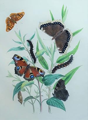 BUTTERFLIES, Camberwell Beauty, Peacock Butterfly, original antique print 1841