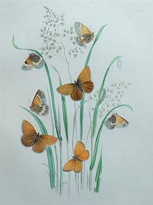 BUTTERFLIES, Marsh Ringlet Butterfly, original hand coloured antique print 1841