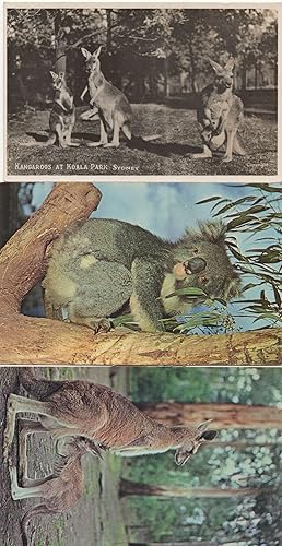 Seller image for Kangaroos & Joey Koala Park Koalas Bear 3x Australian Postcard s for sale by Postcard Finder