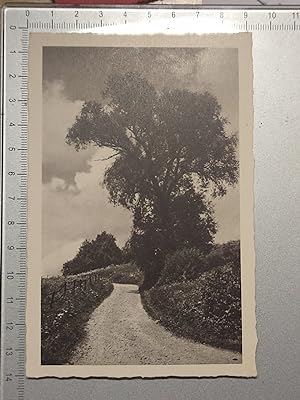schwarz-weiß Postkarte Baum neben Weg von J. L. M ( 125 )