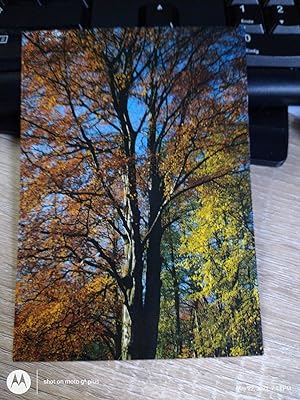 Postkarte : Baum mit gelben/prangenen Blättern