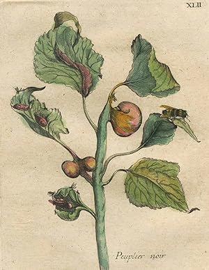 Maria Sibylla Merian, Der Raupen wunderbare Verwandlung, Der schwartze Pappelbaum - Populus nigra...