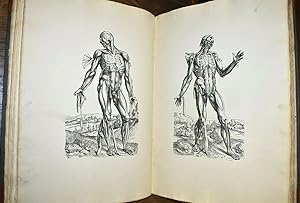 Seller image for ANDREAE VESALII BRUXELLENSIS ICONES ANATOMICAE for sale by Calligrammes Libreria Antiquaria