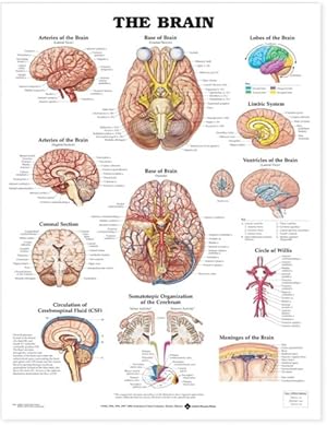 Seller image for The the Brain Anatomical Chart for sale by GreatBookPricesUK