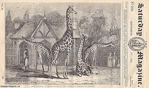 The Giraffe, or Camelopard; Newspaper Literature, no 4; Atheism; The Sagacity of The Bear; Dunott...