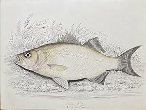 White Bass Reduced Sept 1 1845