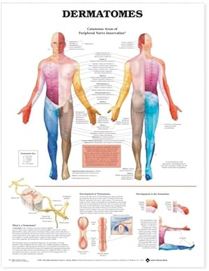 Imagen del vendedor de Dermatomes Anatomical Chart a la venta por GreatBookPrices