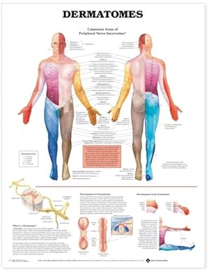 Seller image for Dermatomes Anatomical Chart for sale by GreatBookPricesUK