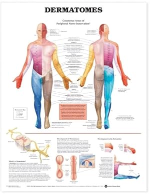 Imagen del vendedor de Dermatomes Anatomical Chart a la venta por GreatBookPricesUK