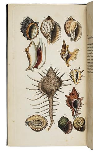 Bild des Verkufers fr An introduction to the study of conchology, describing the orders, genera, and species of shells; their most prominent characteristics, and usual mode of classification. With observations on the nature and properties of the animals; and directions for collecting, preserving, and cleaning shells.London, Longman, Hurst, Rees, Orme & Browne, 1820. 8vo. With 4 handcoloured engraved plates of shells. Modern black cloth, title in gold on spine. zum Verkauf von ASHER Rare Books