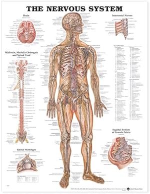 Imagen del vendedor de Nervous System Anatomical Chart a la venta por GreatBookPrices