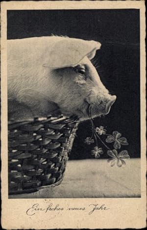 Postkarten-Buch Schweine Hausschwein Natur Tiere Bauernhof Postcrossing ADMOS 
