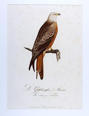 "Die Gabelweyhe - Weibchen - Falco milvus". "Die Gabelweyhe - Maennchen - Falco milvus".