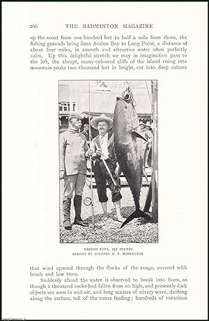Seller image for Angling in Santa Catalina, Southern California : The Leaping Tuna Fish. An uncommon original article from the Badminton Magazine, 1903. for sale by Cosmo Books