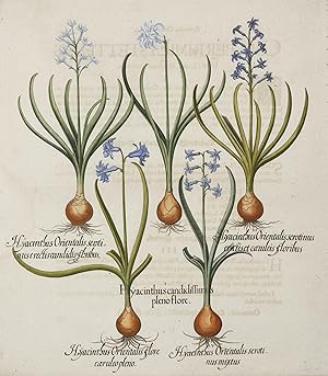 1. Hyacinthus candidissimus plenoflore.