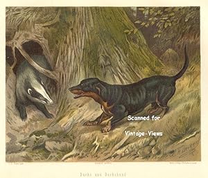 Antique 1897 Wildlife Print of badger and dachshund