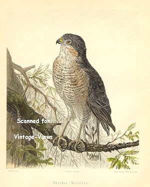 Antique 1897 Wildlife Print Sparrowhawk