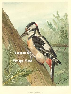 Antique 1897 Wildlife Print great spotted woodpecker