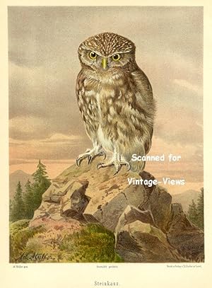 Antique 1897 Wildlife Print of a Little Owl