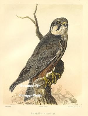 Antique 1897 Wildlife Print of a Falcon
