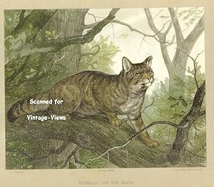 Antique 1897 Wildlife Print of a Wild Cat