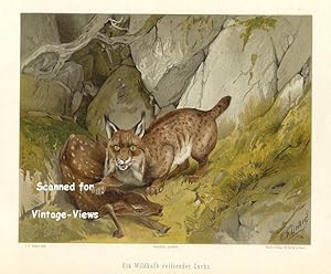 Antique 1897 Wildlife Print Lynx Hunting deer